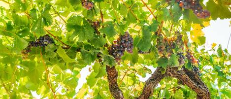 A vineyard with clusters of grapes hanging from the vines.