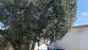 Un jardín con un olivo grande, una pared blanca, una cama con ropa de cama púrpura y una silla de mimbre.