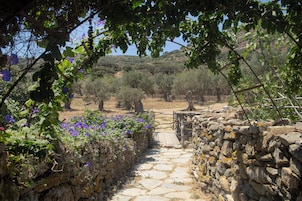 Morning Glory | Garden view