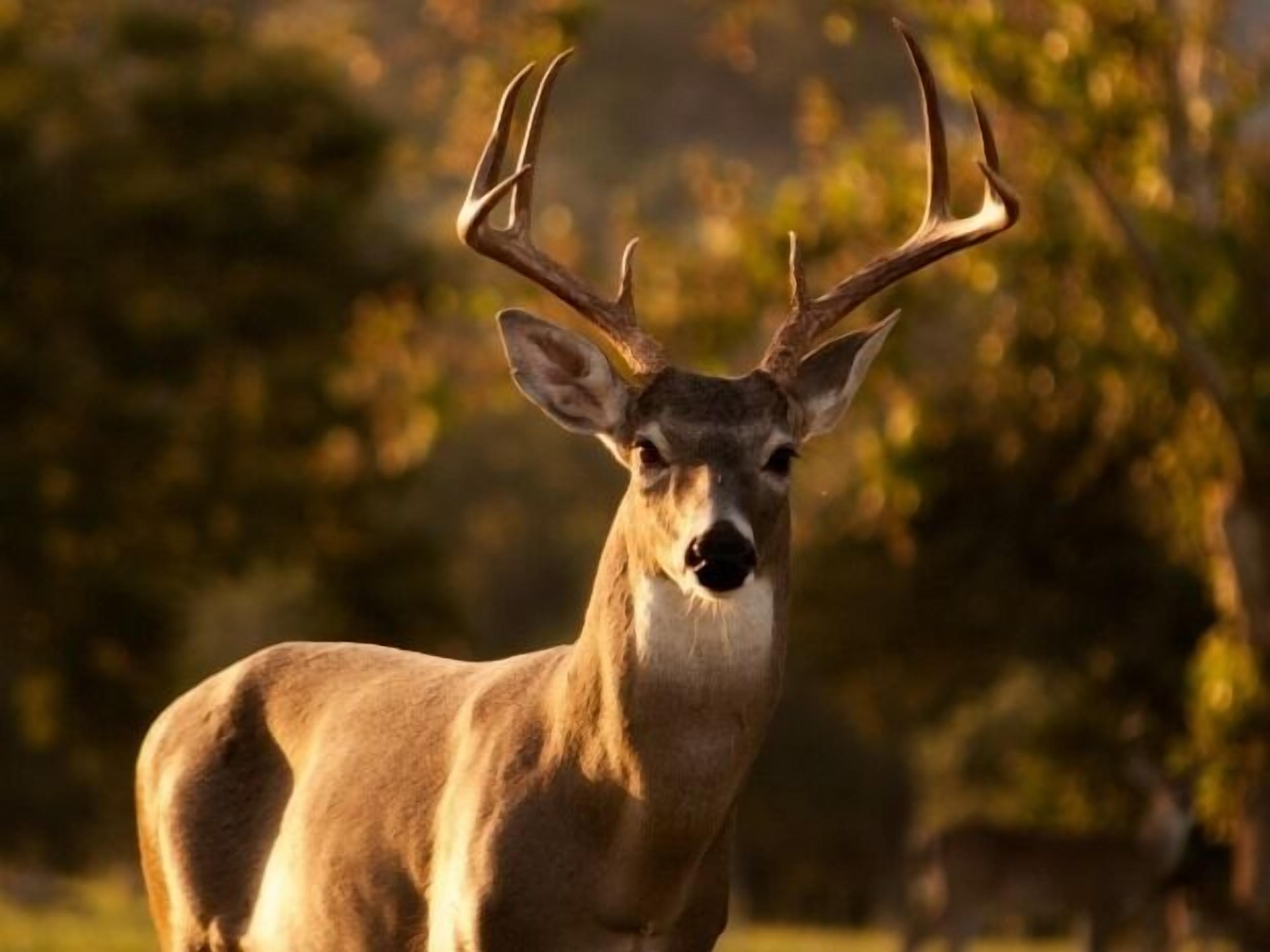 A deer with large antlers in a natural setting.