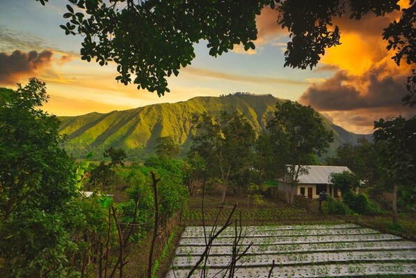 Standard Room | Courtyard view - Tresno Sembalun Rinjani (Sembalun Lawang)