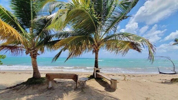 A beach with two palm trees, a wooden bench, and a clear view of the ocean. - Exclusive Paradise Beach (Medianía Alta)