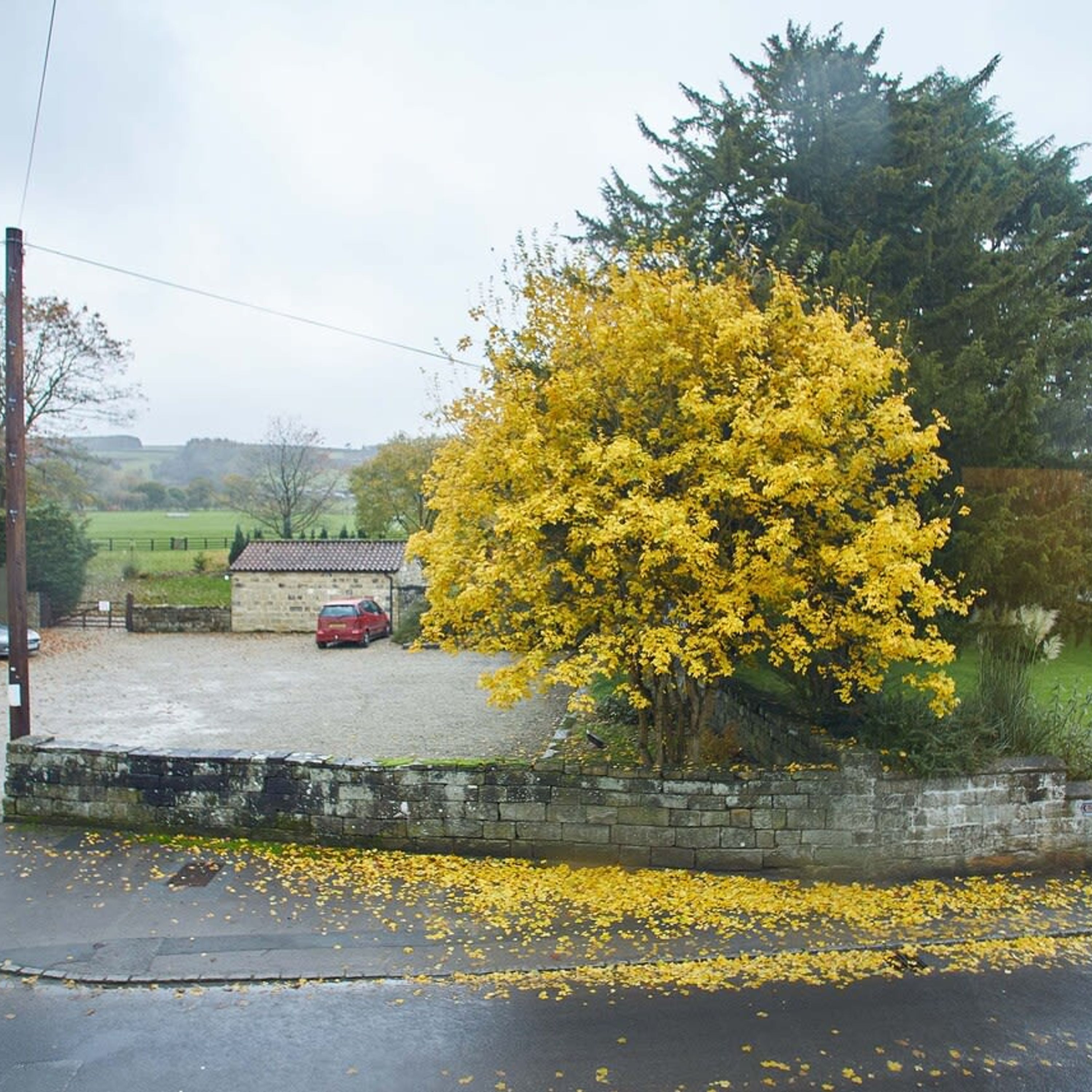 A rural setting with a stone wall, a red car, and a yellow flowering tree.