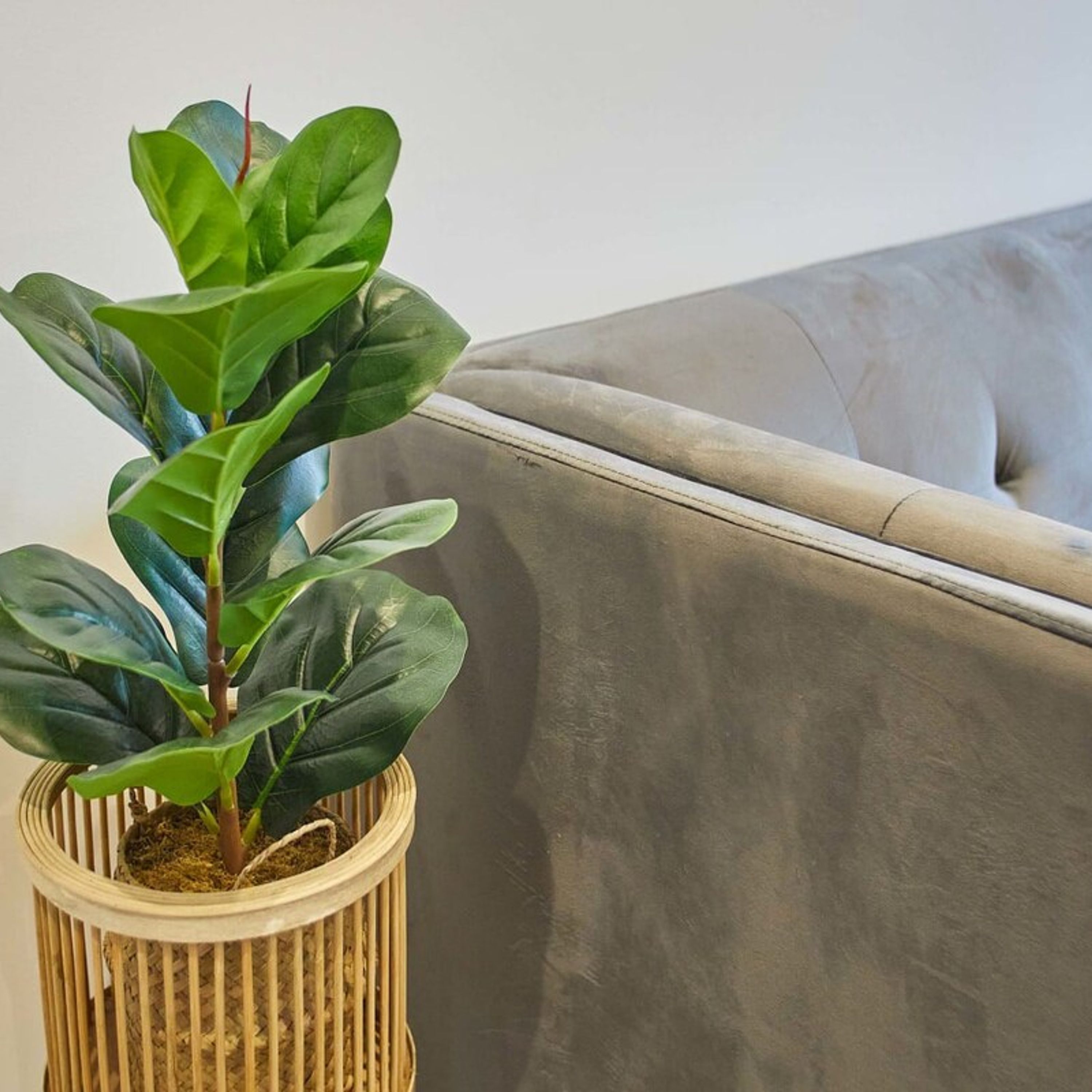 En potteplante med brede, grønne blade i en cylinderformet, rillet potte placeret på en grå sofa.
