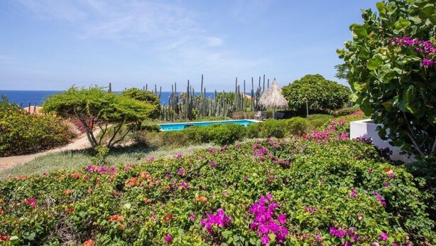 Ein Garten mit Pool, Kakteen und Bougainvillea-Blüten.
