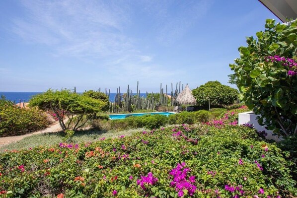 A garden with a pool, cacti, and bougainvillea flowers. - Ocean View Apartment Bayside, 6 guests - Boca Gentil, Jan Thiel area (Jan Thiel)