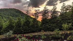 A forested landscape with a variety of trees and a sunset in the background.