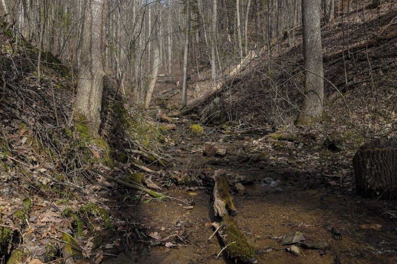 A forested area with a stream, fallen trees, and a fallen log.