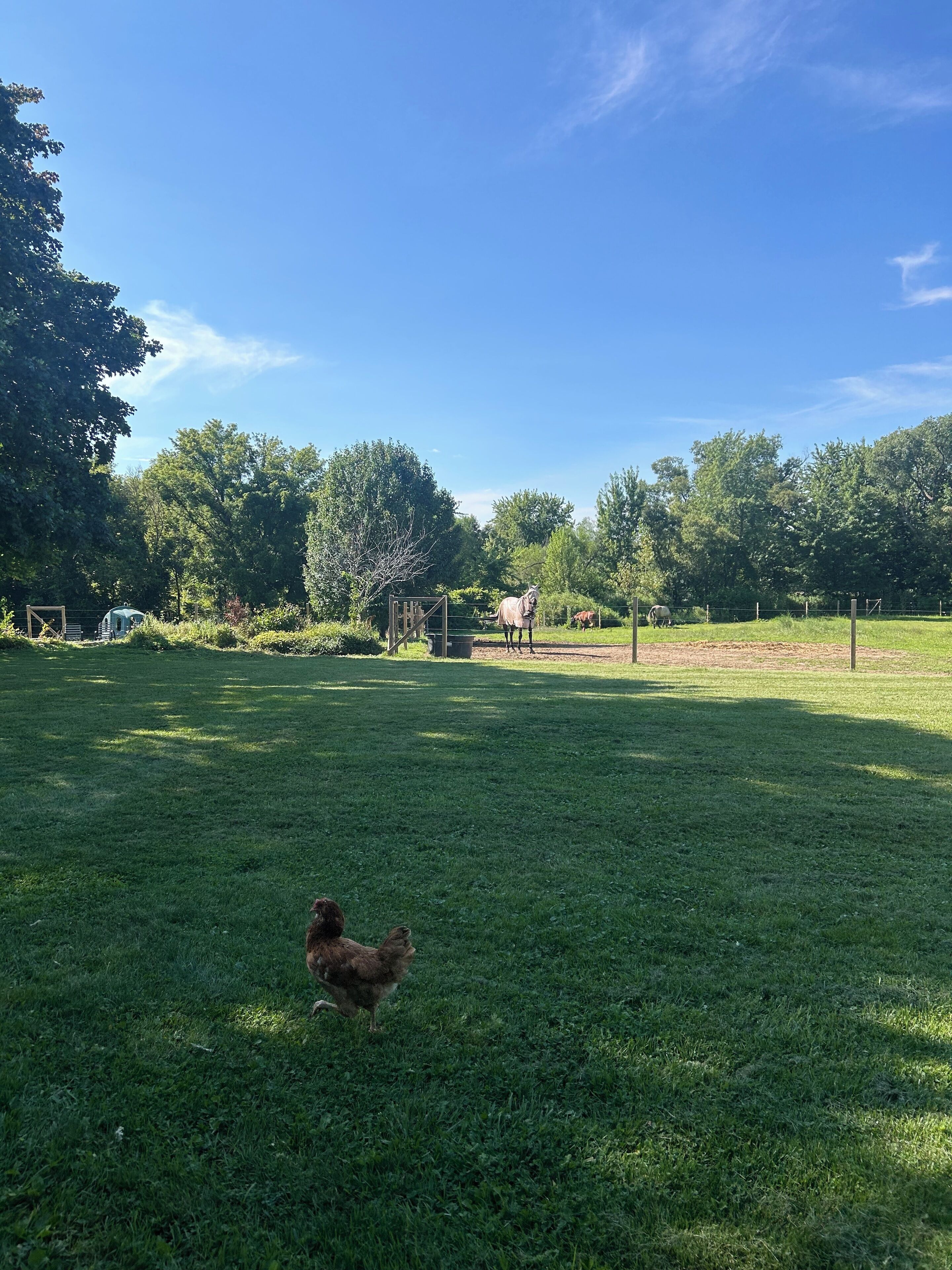 A grassy field with a chicken, trees, and a fenced area.