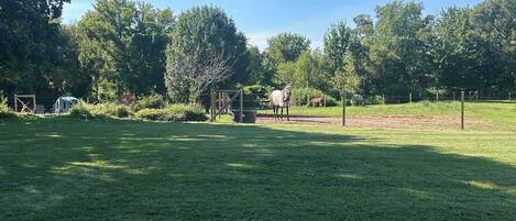 A grassy field with a chicken, trees, and a fenced area.