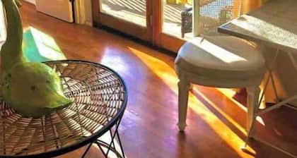6𝕘𝕦𝕖𝕤𝕥𝕤3𝕓𝕖𝕕𝕤2br/1ba ᴼᴺ ℂℍ𝕊 HorseFarm<br>