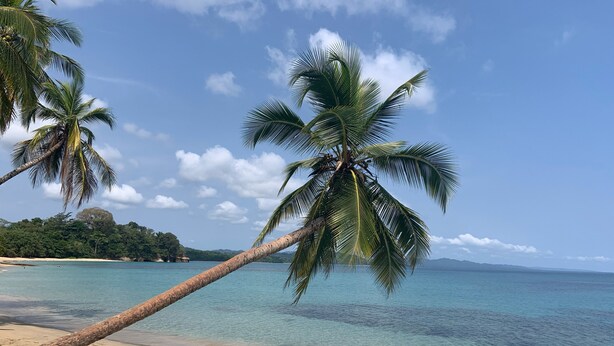 Una playa con agua turquesa cristalina, una orilla arenosa y palmeras.