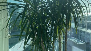 Una planta en maceta con hojas verdes largas en un ambiente interior moderno con ventanas amplias.