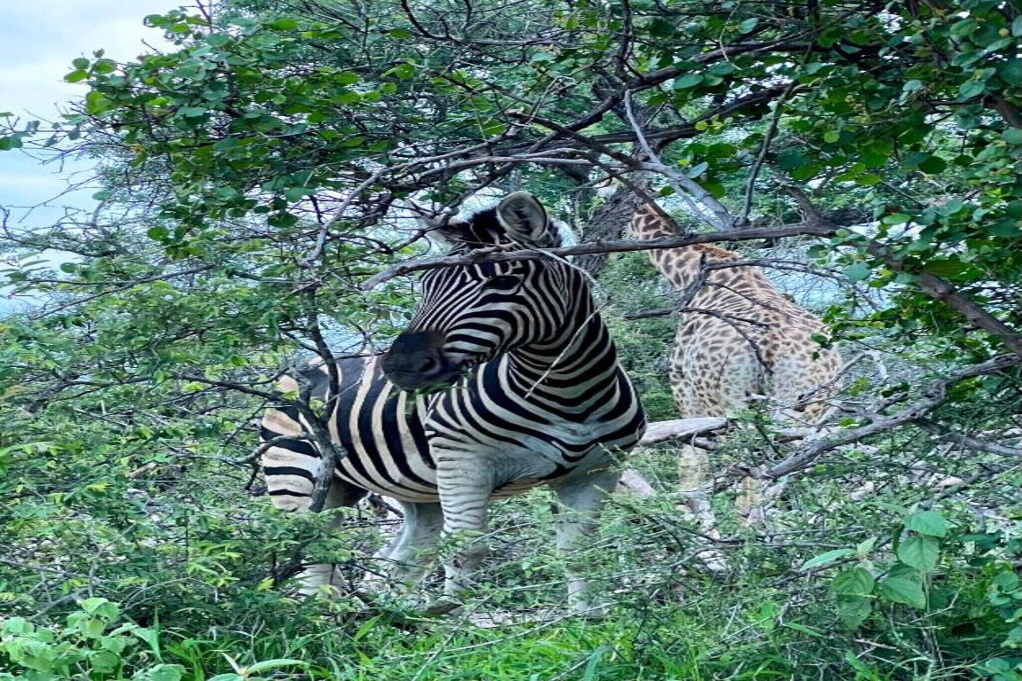 Un zèbre se tient dans un environnement naturel, entouré d’une végétation luxuriante, et une girafe se trouve à l’arrière-plan.