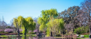 A tranquil park with a pond, willow trees, and a bench.