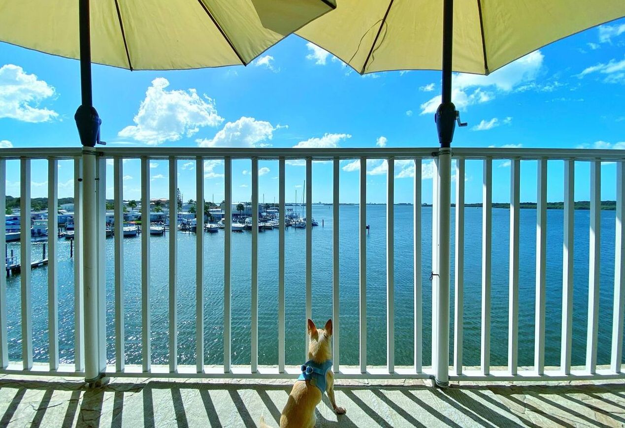 What a view?