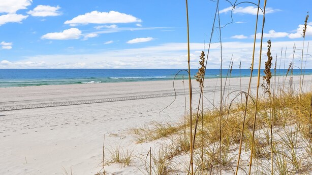 A beach with sand dunes and tall grasses in the foreground, leading to the ocean.