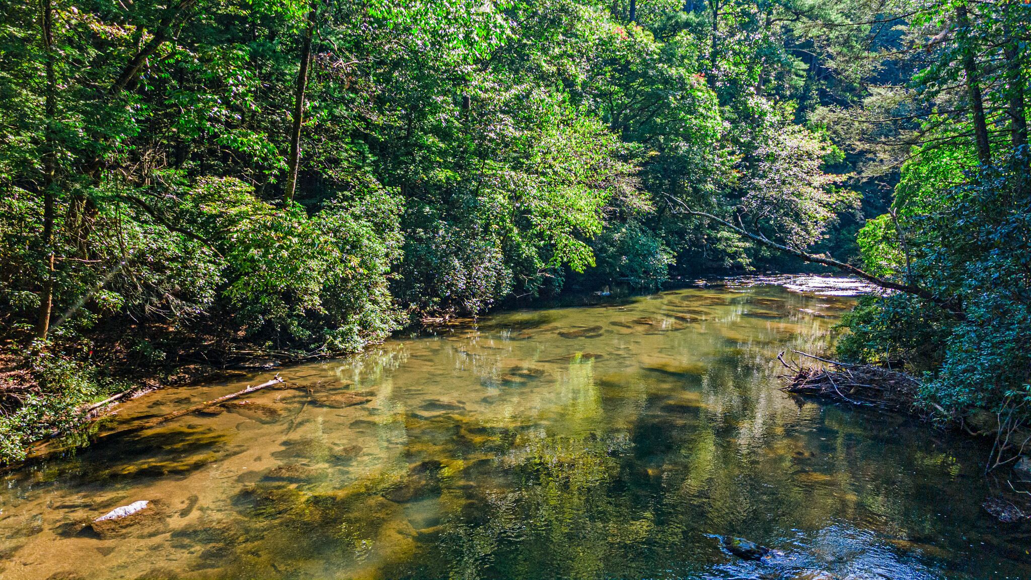 A river flowing through a densely wooded area.