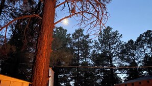 Un arbre amb un niu ben visible, una estructura de fusta i un cel clar amb una lluna.