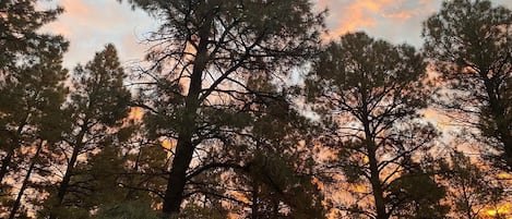 Uma floresta densa de pinheiros altos com um céu ao pôr do sol.