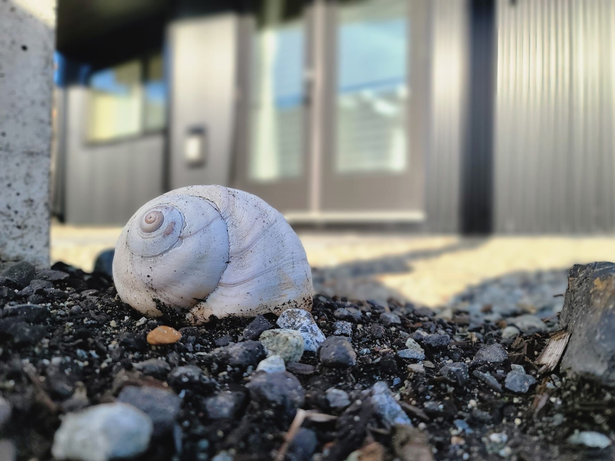 Kotilon kuori kivikkoisella pinnalla, taustalla näkyy rakennus.