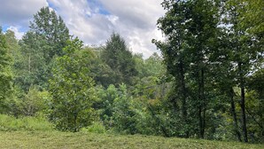 Un paysage naturel caractérisé par une végétation dense et un champ herbeux.