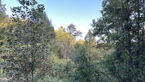 Un foyer en pierre, entouré d’arbres, situé dans une zone boisée.