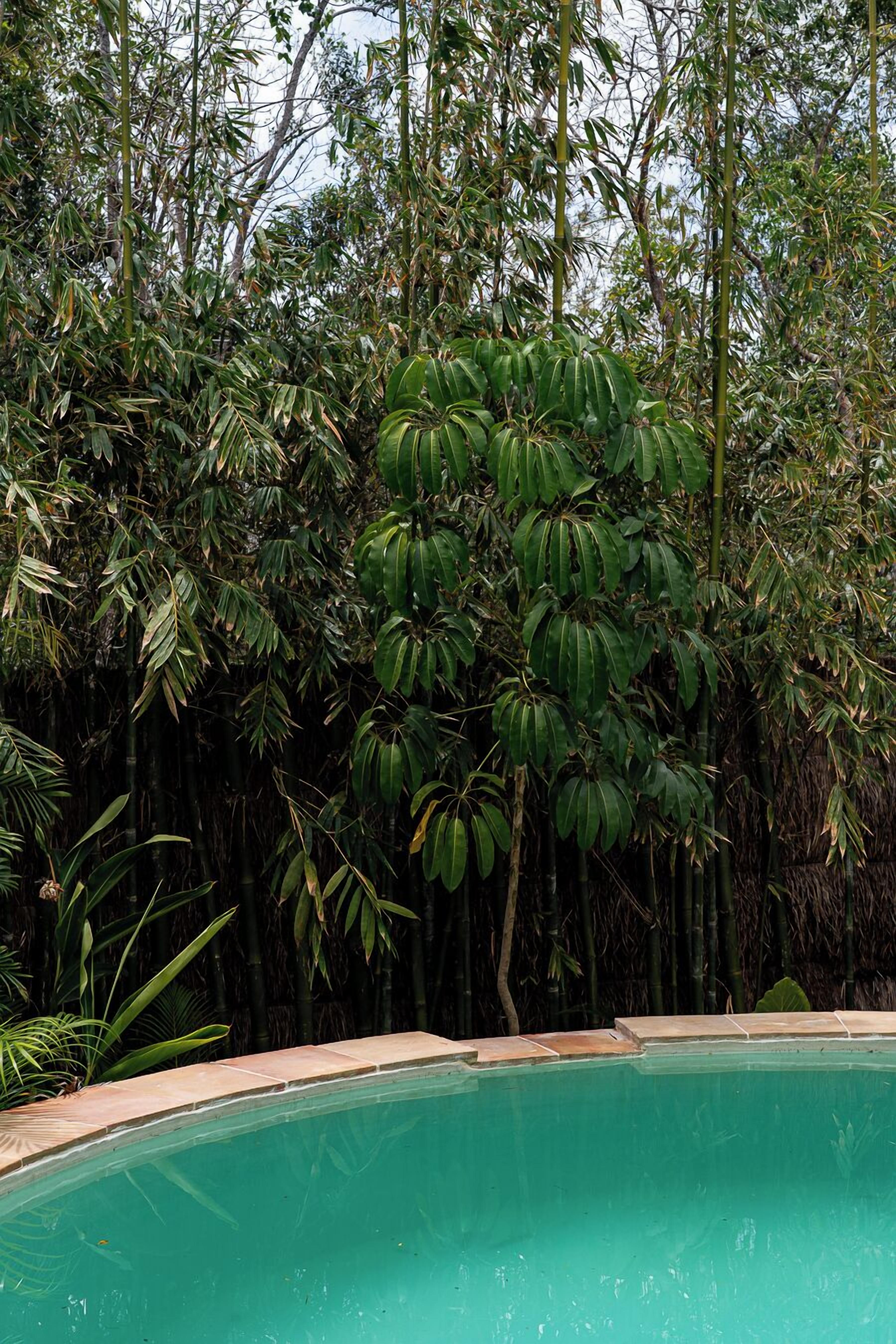 A swimming pool surrounded by dense tropical foliage.
