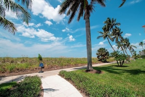 A pathway leading through a grassy area with palm trees and a clear sky.