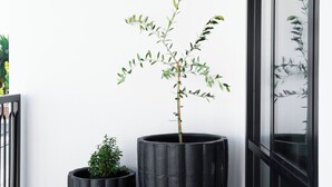 Dos macetas negras grandes con plantas sobre un piso de baldosas, una ventana con marco negro y una pared blanca.
