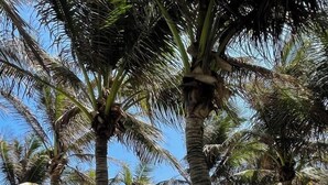 A tropical landscape with palm trees and a view of the ocean. - VILLA PHONGLIEM (Cam Lam)