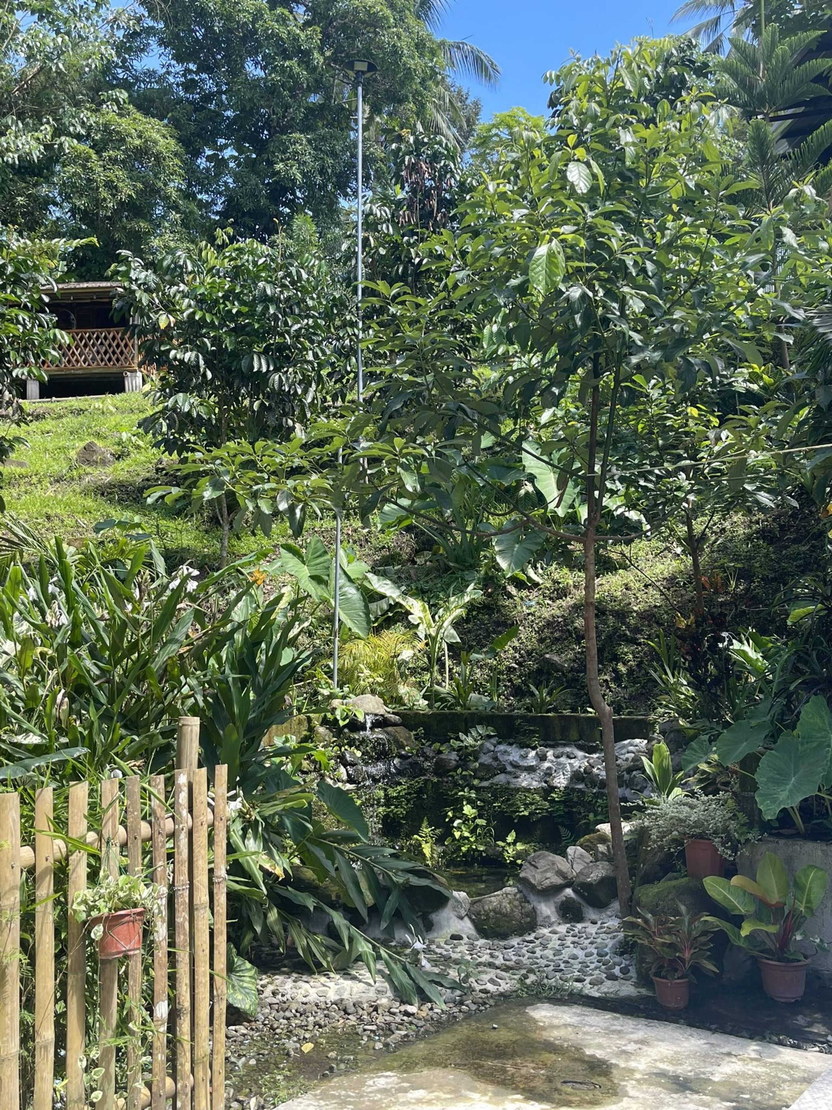 A lush garden with a small waterfall, bamboo fence, and various potted plants.