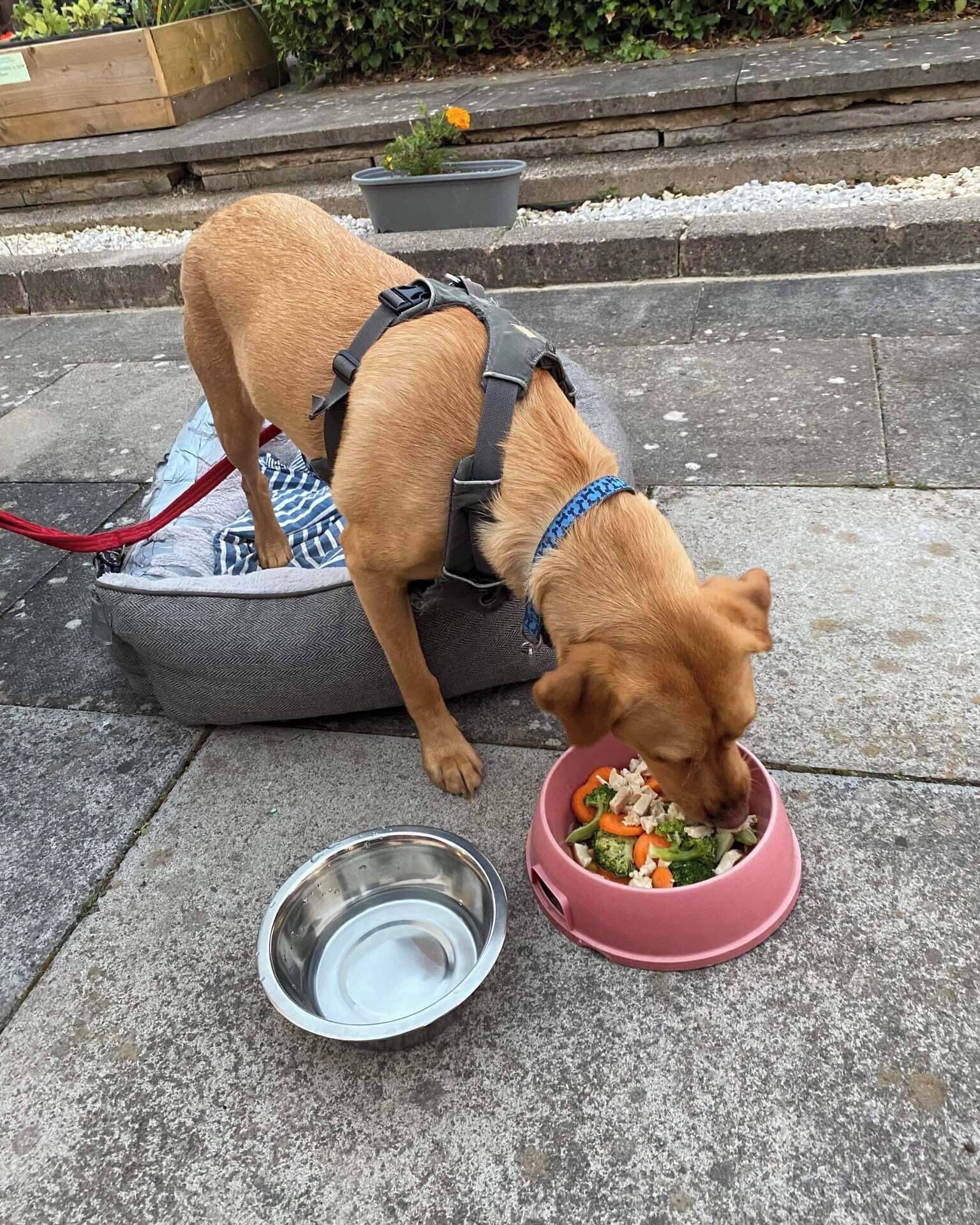 Ein Hund frisst aus einer rosafarbenen Schüssel auf einer Betonfläche, in der Nähe stehen eine Metallschüssel und ein Hundebett.
