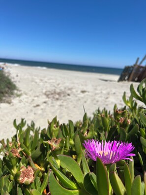 A beach with a purple flower in the foreground and a clear blue sky. - Un Balcon sur la mer (Cervione)