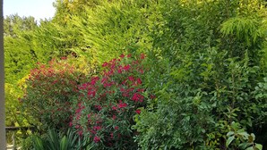 A garden with various plants and a gravel path.