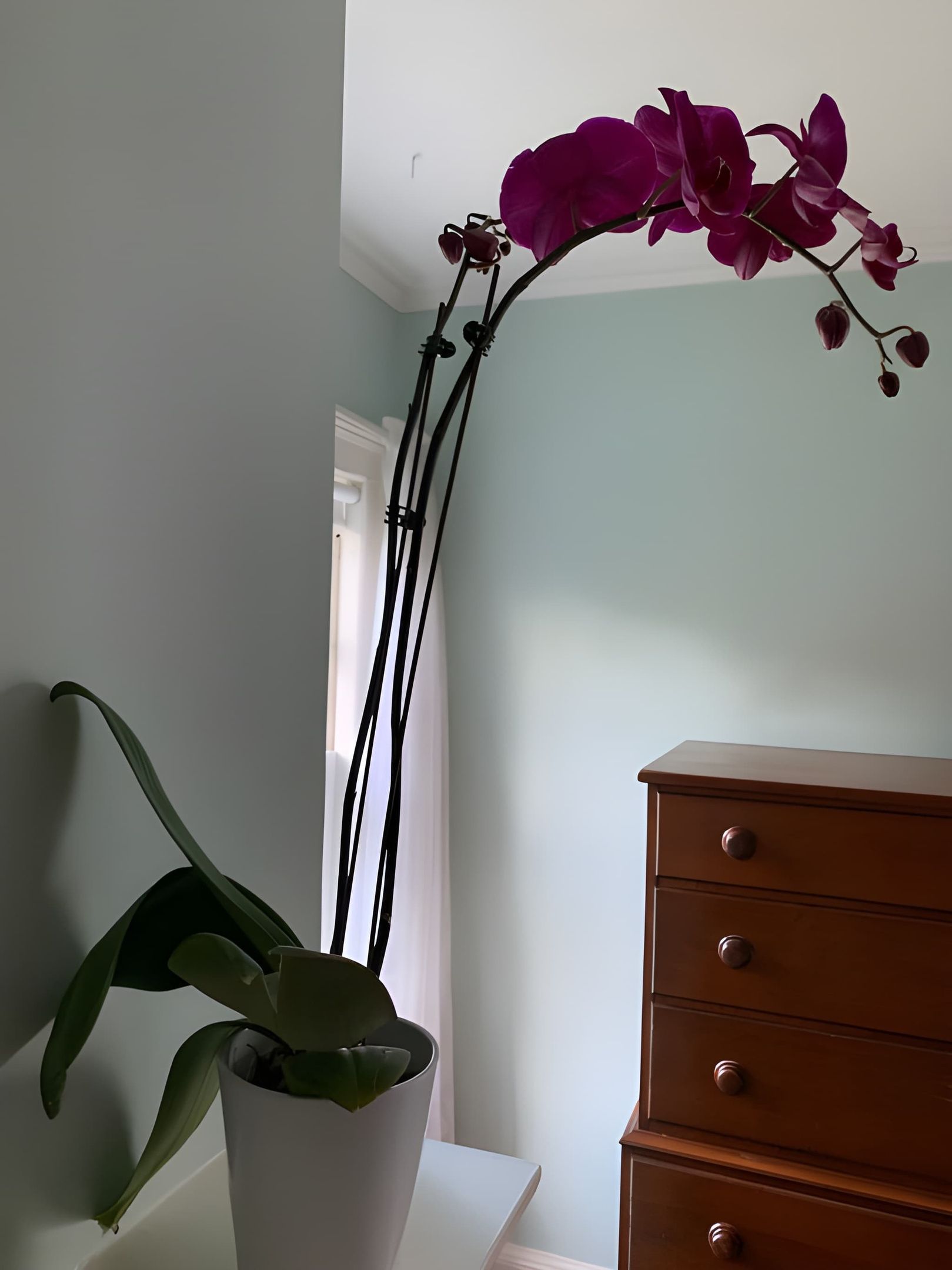 A potted orchid with a wooden dresser and a white wall in the background.