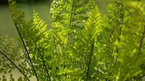 Una planta de helecho en maceta sobre un alféizar.