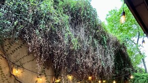 Un jardín con un sendero de grava, un muro cubierto de hiedra y luces colgantes.