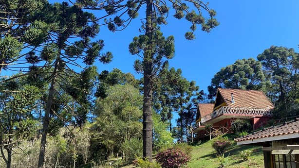 A large pine tree in a landscaped garden with a red-roofed building in the background. - Pousada Sotaque Mineiro (Cunha)