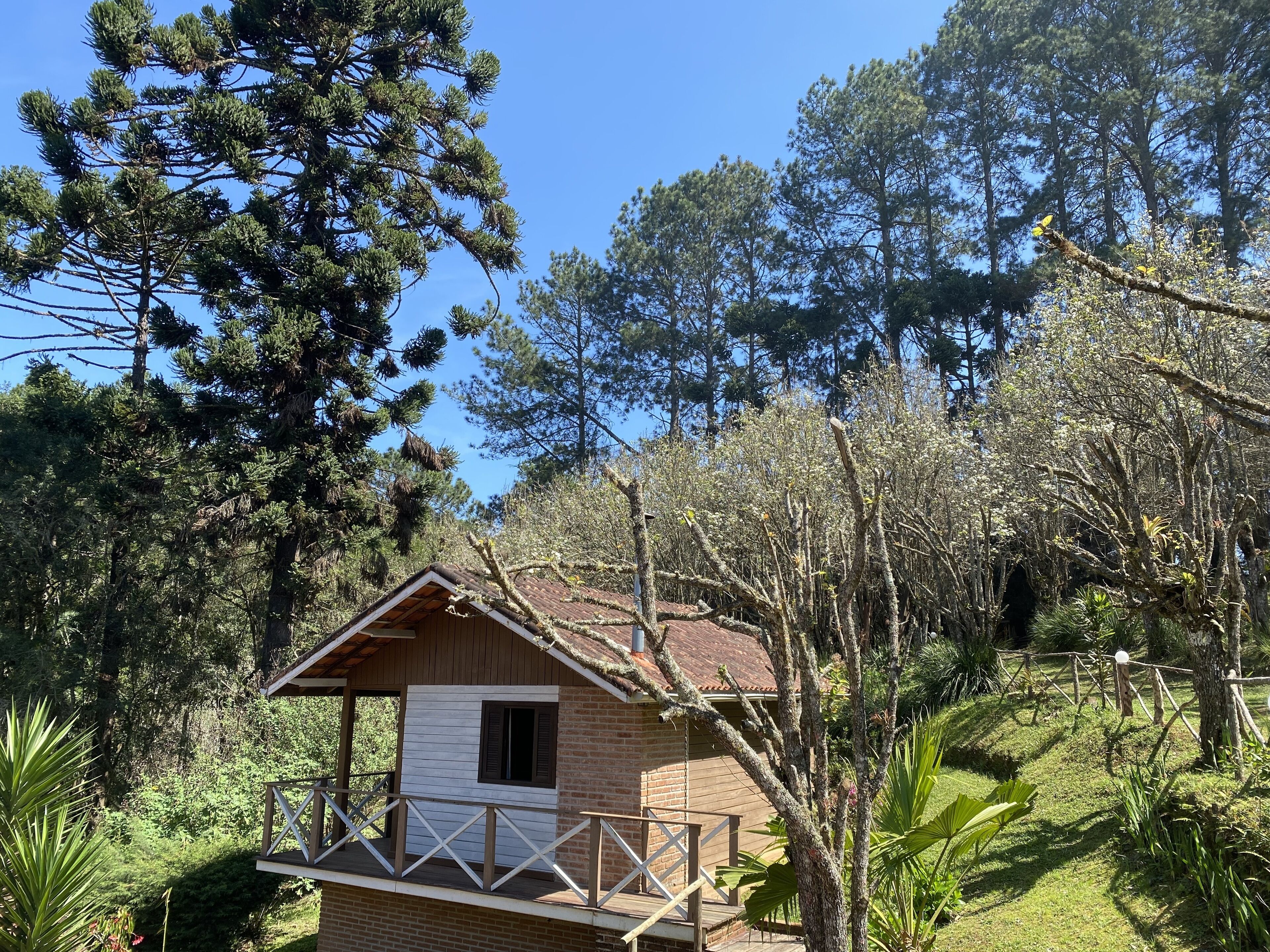 Una cabaña pequeña con balcón, rodeada de un bosque denso y árboles altos.