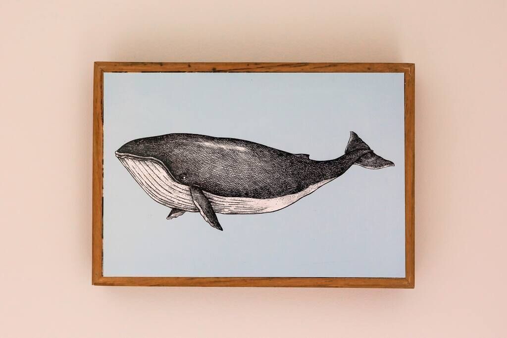 Un'illustrazione incorniciata di una balena.