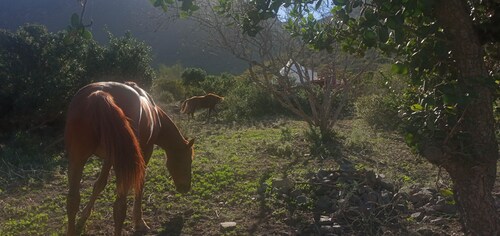 Luxury Stargazing Glamping,  private deck, eco bath.  Pets welcome.  