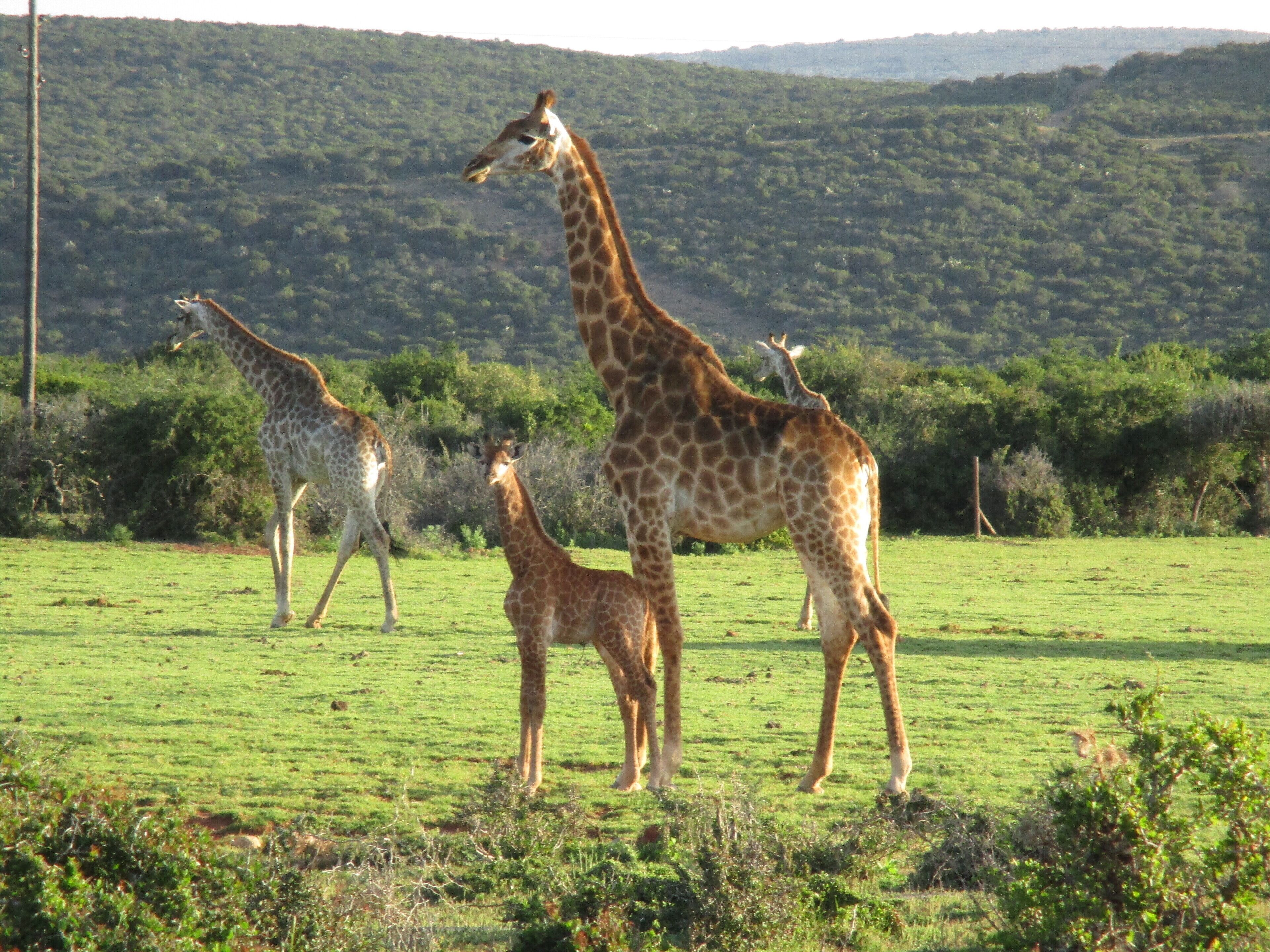 Un campo cubierto de hierba con jirafas.