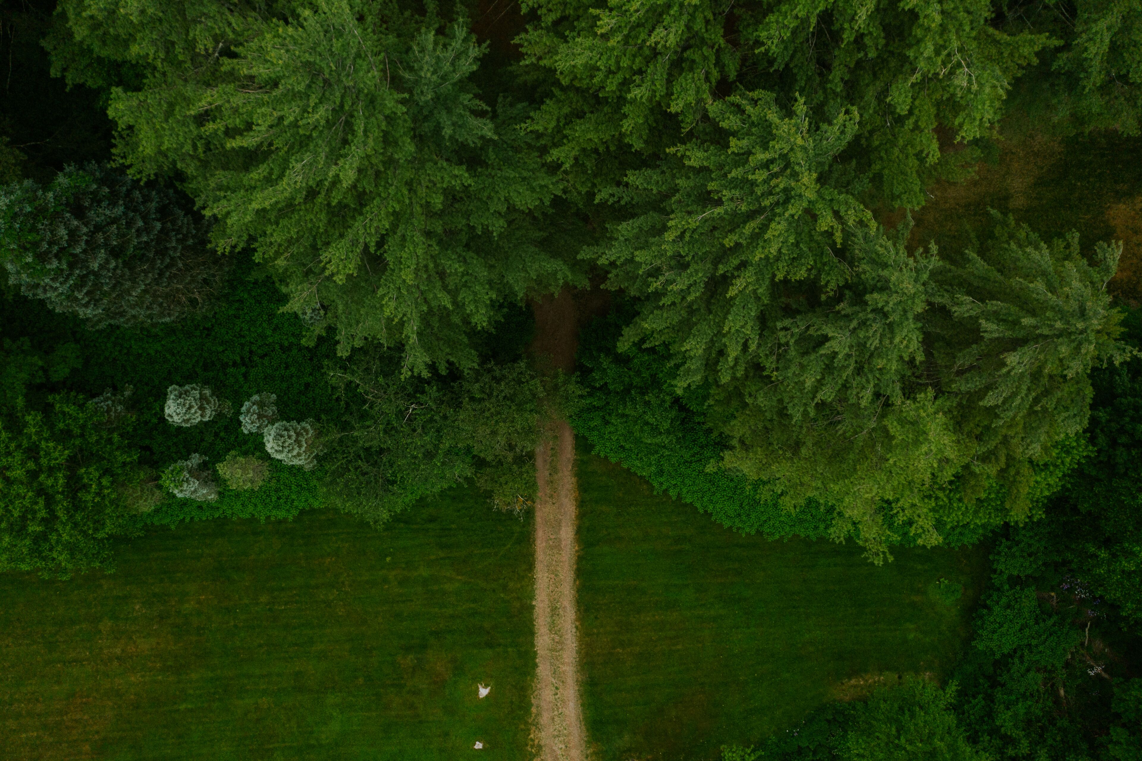 Luchtbeeld van een dicht bos met een smal onverhard pad.