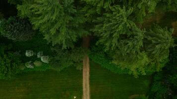 An aerial view of a dense forest with a narrow dirt path.