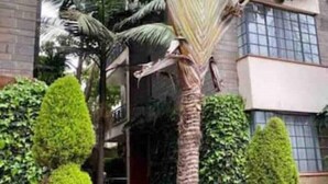 A residential building with a well-maintained garden, including a palm tree, neatly trimmed bushes, and a bench.