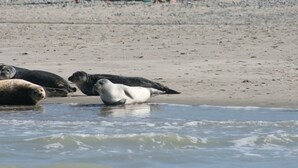 Une plage où plusieurs phoques se reposent près du bord de l’eau.