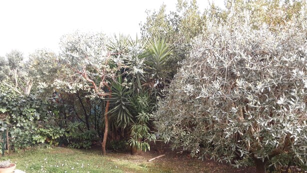 Un jardin avec différentes espèces de plantes et une zone dallée.