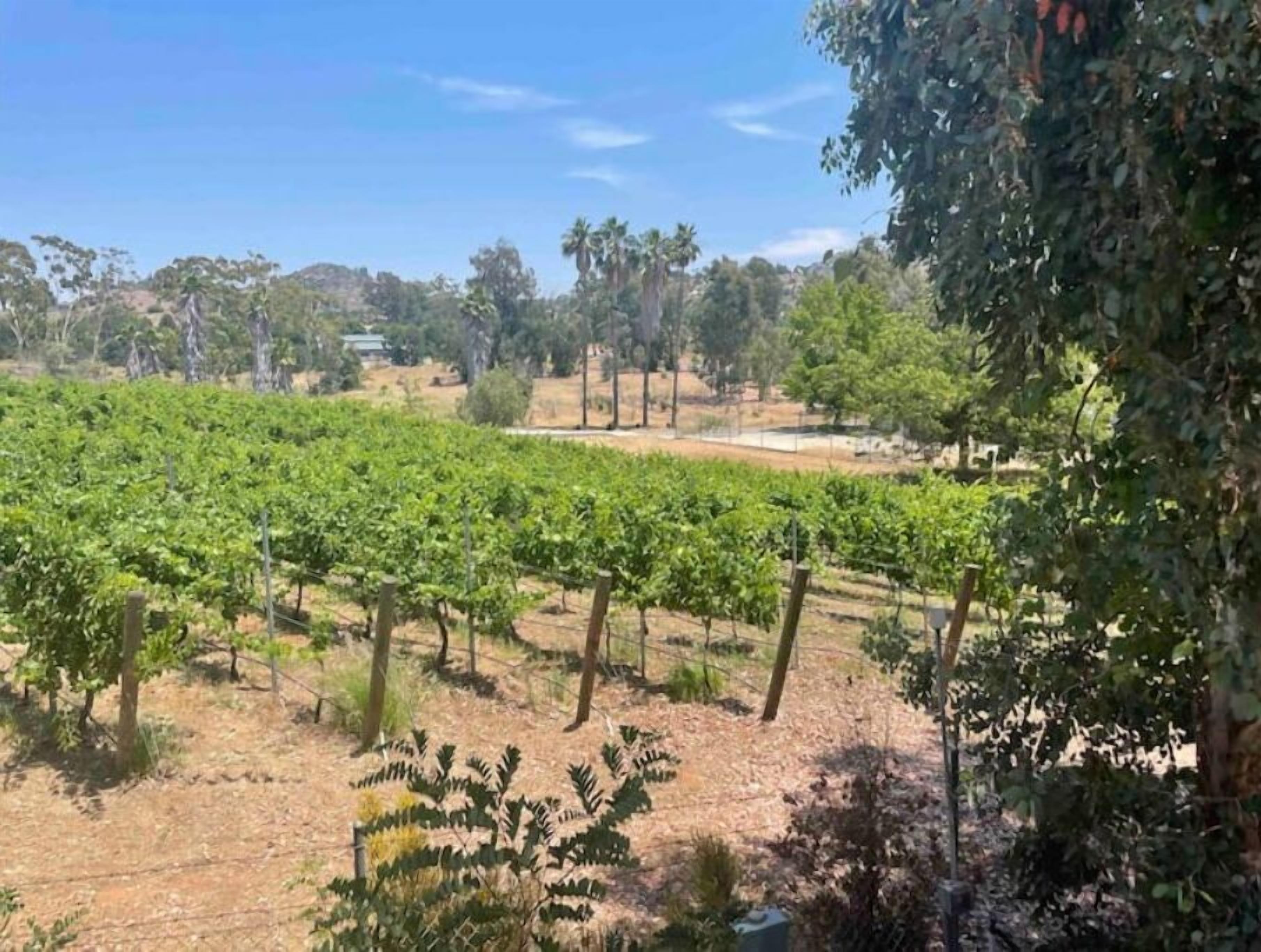 A vineyard with rows of grapevines, surrounded by trees and a clear sky.