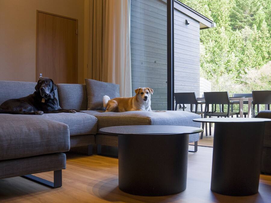 A modern living room with a sectional sofa, two round coffee tables, and a dog sitting on the sofa.